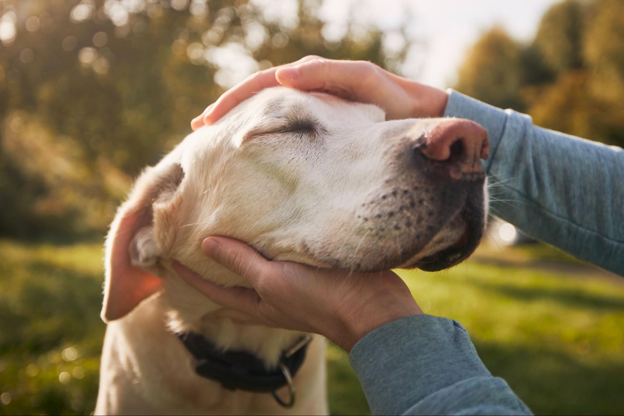 Pet Care for Seniors | How to Care for Aging Pets