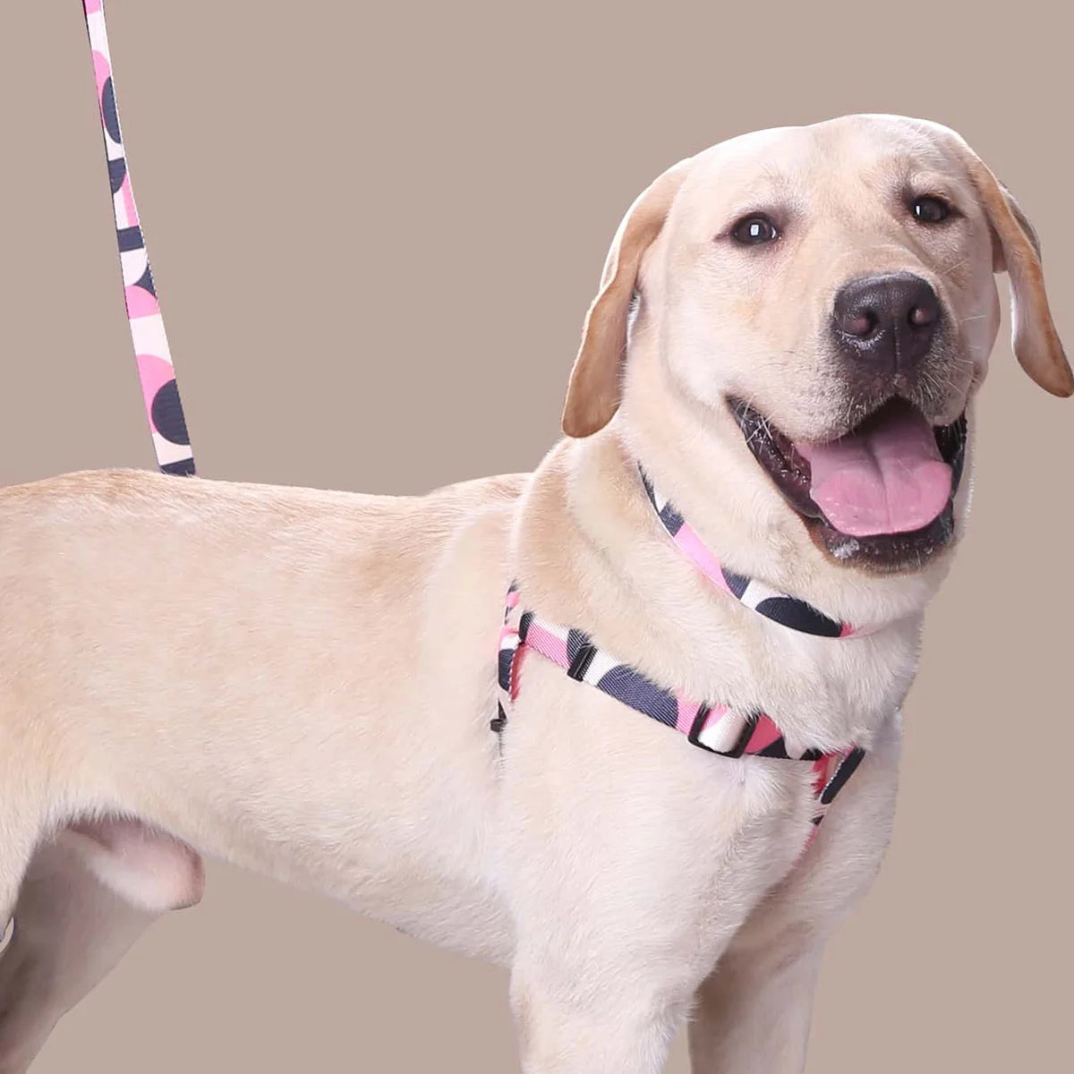 Adjustable Abstract Dog Harness & Leash