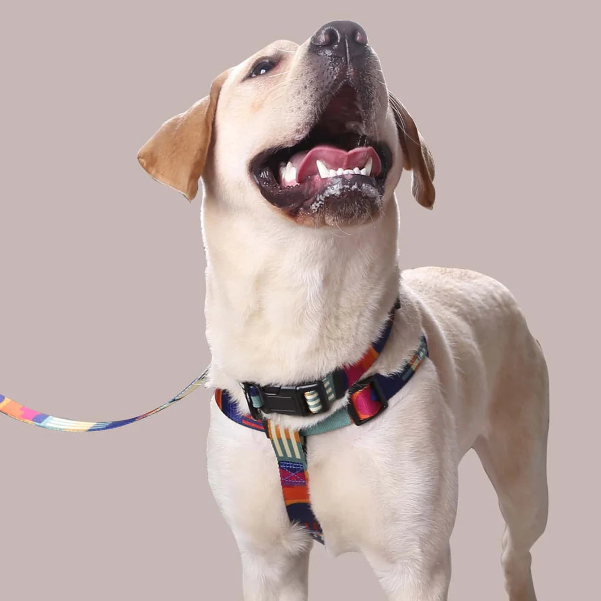 Adjustable Abstract Dog Harness & Leash